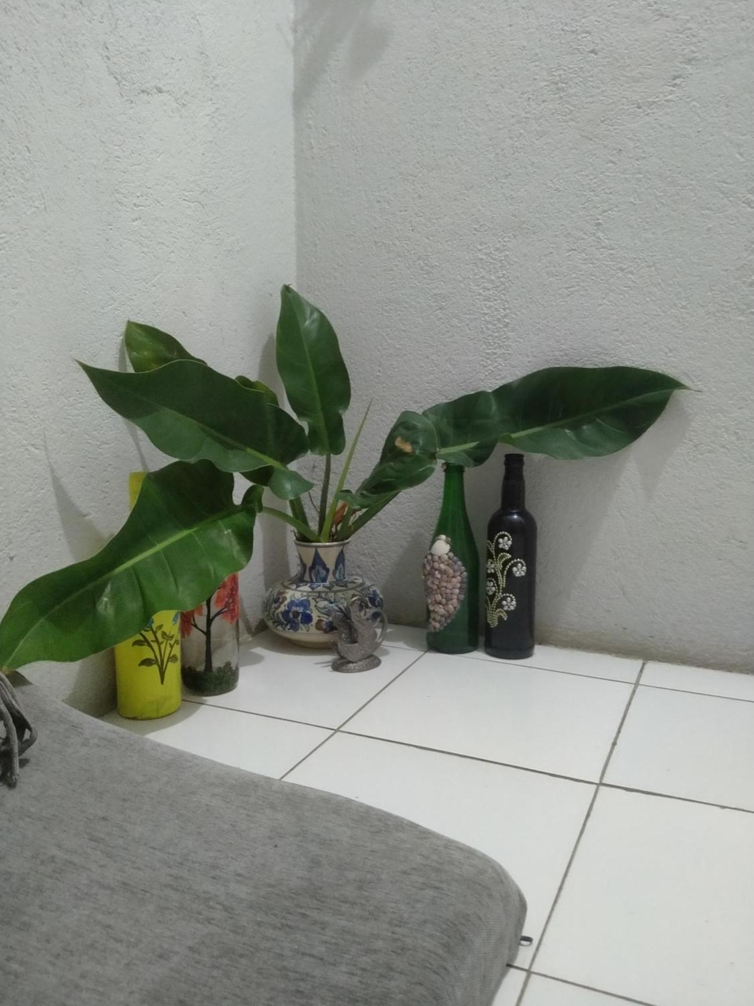 فندق Traveler House Dimāpur المظهر الخارجي الصورة